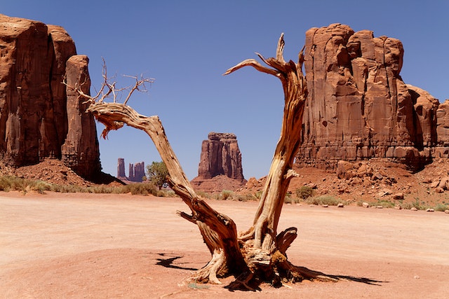 Brauner verwelkter Baum